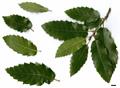 Quercus brantii